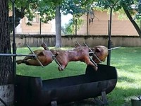 Cochon de lait