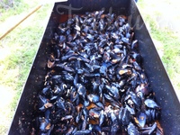 Brasucade de moules