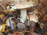 champignon