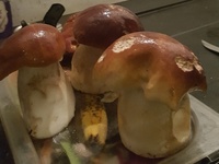 champignons