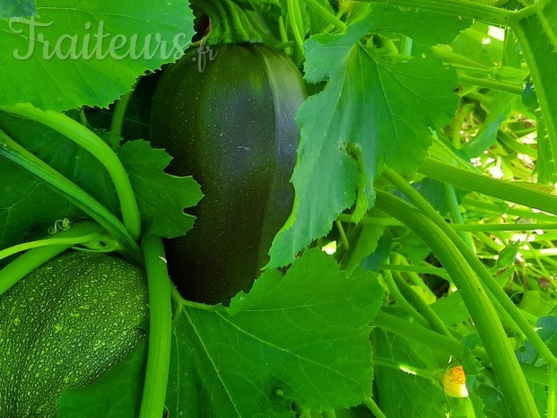 Notre Potager et Verger BIO