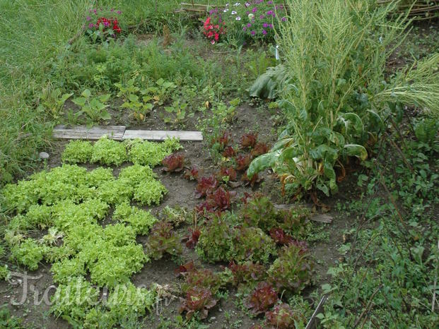 les légumes du jardin.JPG